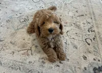 Toffee, a male Miniature Goldendoodle for sale in Donnellson, IA – 3 of 4