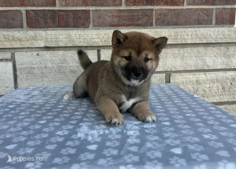 Daisy – Shiba Inu puppy for sale in Donnellson, IA