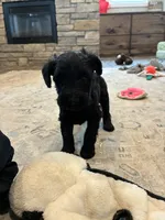 Lydia standard size, a female Schnoodle for sale in Donnellson, IA – 3 of 3