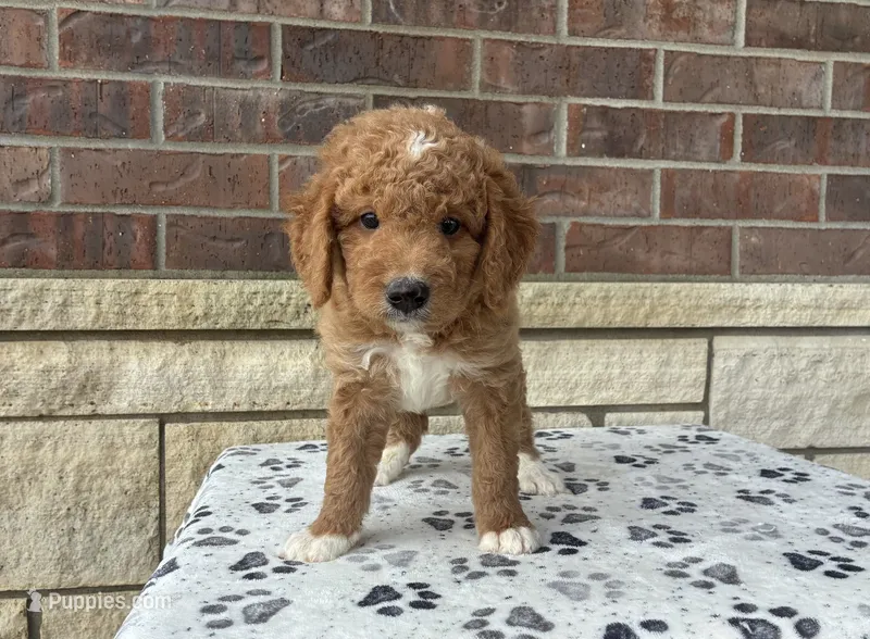 Denali F1b medium – Goldendoodle puppy for sale in Donnellson, IA