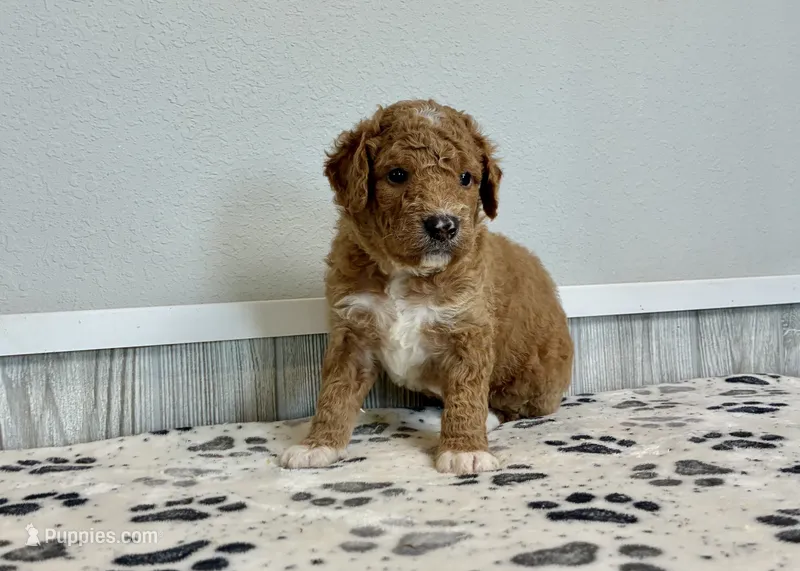 Denali F1b medium – Goldendoodle puppy for sale in Donnellson, IA