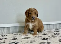Denali F1b medium, a male Goldendoodle for sale in Donnellson, IA – 1 of 3