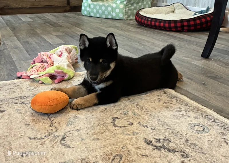 Nixon AKC – Shiba Inu puppy for sale in Donnellson, IA