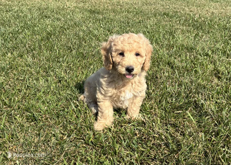 Coral – Miniature Goldendoodle puppy for sale in Donnellson, IA