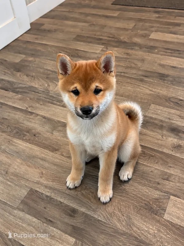 Nina AKC – Shiba Inu puppy for sale in Donnellson, IA