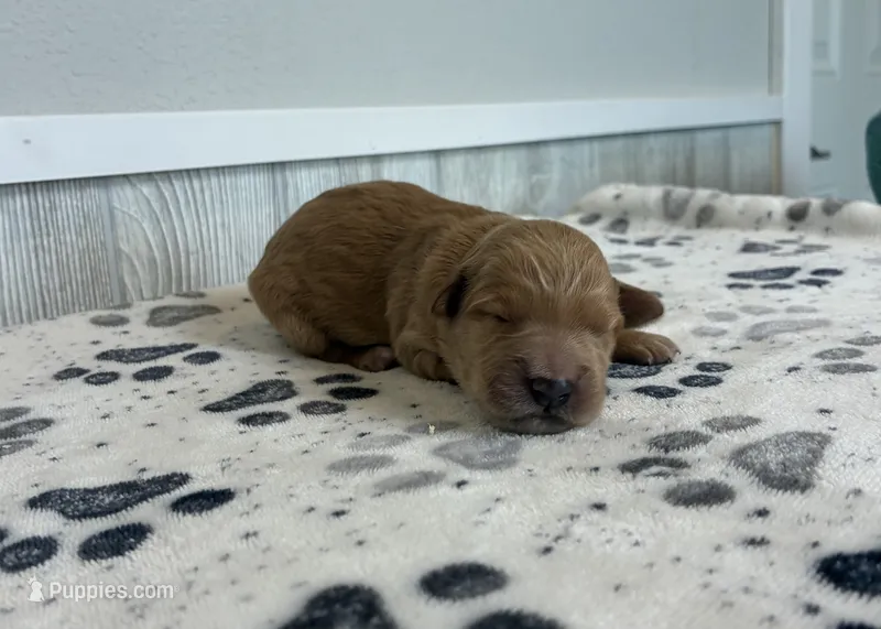 Meadow – Goldendoodle puppy for sale in Donnellson, IA