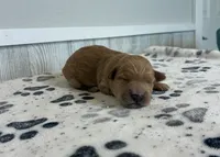 Meadow, a female Goldendoodle for sale in Donnellson, IA – 1 of 3