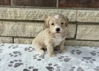 Sandy, a female Miniature Goldendoodle for sale in Donnellson, IA – 1 of 3