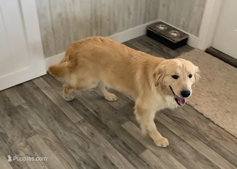 Wanda – Golden Retriever puppy for sale in Donnellson, IA