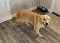 Wanda, a female Golden Retriever for sale in Donnellson, IA – 1 of 1
