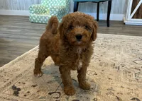 Magnolia , a female Miniature Goldendoodle for sale in Donnellson, IA – 2 of 3