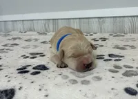 River , a male Goldendoodle for sale in Donnellson, IA – 3 of 3