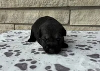 Dora, a female Standard Schnauzer for sale in Donnellson, IA – 3 of 3