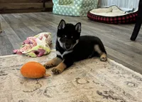 Nixon AKC, a male Shiba Inu for sale in Donnellson, IA – 2 of 3