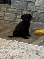 Lyle standard schnoodle, a male Standard Schnauzer and Poodle - Standard  for sale in Donnellson, IA – 3 of 4
