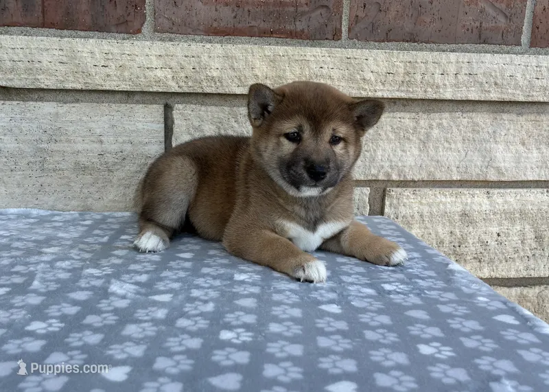 Poppy – Shiba Inu puppy for sale in Donnellson, IA