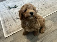 Toffee, a male Miniature Goldendoodle for sale in Donnellson, IA – 2 of 4
