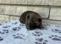 Poppy, a female Shiba Inu for sale in Donnellson, IA – 3 of 3