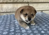 Archie AKC, a male Shiba Inu for sale in Donnellson, IA – 2 of 3
