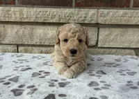 Cove, a male Miniature Goldendoodle for sale in Donnellson, IA – 3 of 3