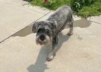 Daisy, a female Standard Schnauzer for sale in Donnellson, IA – 2 of 2