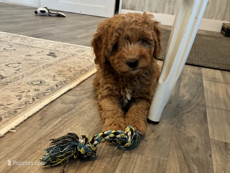 Magnolia , a female Miniature Goldendoodle for sale in Donnellson, IA – 1 of 3
