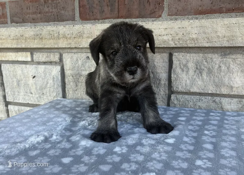 Cassi – Standard Schnauzer puppy for sale in Donnellson, IA