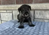 Cassi, a female Standard Schnauzer for sale in Donnellson, IA – 1 of 3