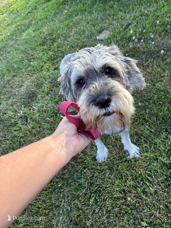 Daisy – Standard Schnauzer puppy for sale in Donnellson, IA
