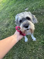 Daisy, a female Standard Schnauzer for sale in Donnellson, IA – 1 of 2