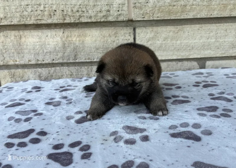 Poppy – Shiba Inu puppy for sale in Donnellson, IA