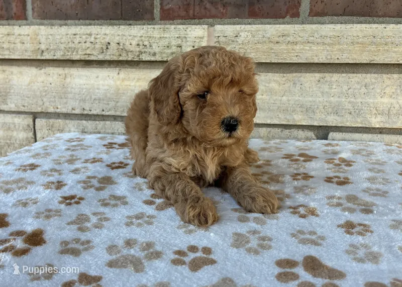 Macy – Miniature Goldendoodle puppy for sale in Donnellson, IA