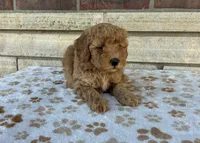 Macy, a female Miniature Goldendoodle for sale in Donnellson, IA – 1 of 4