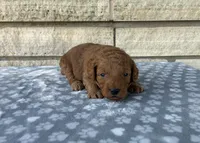Simon F1b, a male Miniature Goldendoodle for sale in Donnellson, IA – 3 of 3
