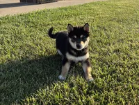 Coral, a female Shiba Inu for sale in Donnellson, IA – 2 of 3