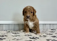 Denali F1b medium, a male Goldendoodle for sale in Donnellson, IA – 3 of 3