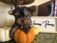 Tiana, a female Yorkshire Terrier for sale in Deland, FL – 2 of 6