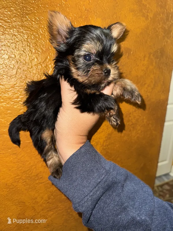 Rajah – Yorkshire Terrier puppy for sale in Deland, FL