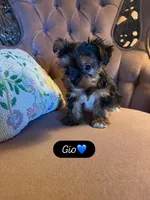 Gio, a male Yorkshire Terrier for sale in Deland, FL – 3 of 4