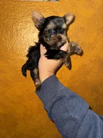 Rajah, a male Yorkshire Terrier for sale in Deland, FL – 2 of 2