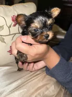 Jasmin, a female Yorkshire Terrier for sale in Deland, FL – 6 of 6