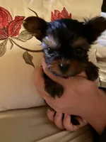 Jasmin, a female Yorkshire Terrier for sale in Deland, FL – 4 of 6