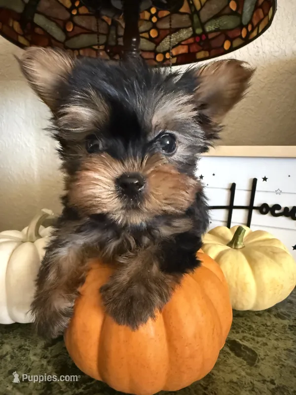 Jasmin – Yorkshire Terrier puppy for sale in Deland, FL