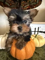 Jasmin, a female Yorkshire Terrier for sale in Deland, FL – 1 of 10