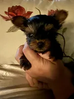 Jasmin, a female Yorkshire Terrier for sale in Deland, FL – 2 of 6