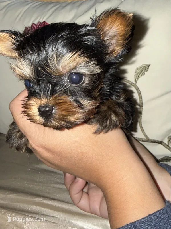 Jasmin – Yorkshire Terrier puppy for sale in Deland, FL