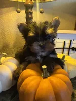 Tinker bell, a female Yorkshire Terrier for sale in Deland, FL – 2 of 4