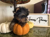 Tiana, a female Yorkshire Terrier for sale in Deland, FL – 5 of 6