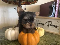 Rajah, a male Yorkshire Terrier for sale in Deland, FL – 2 of 5