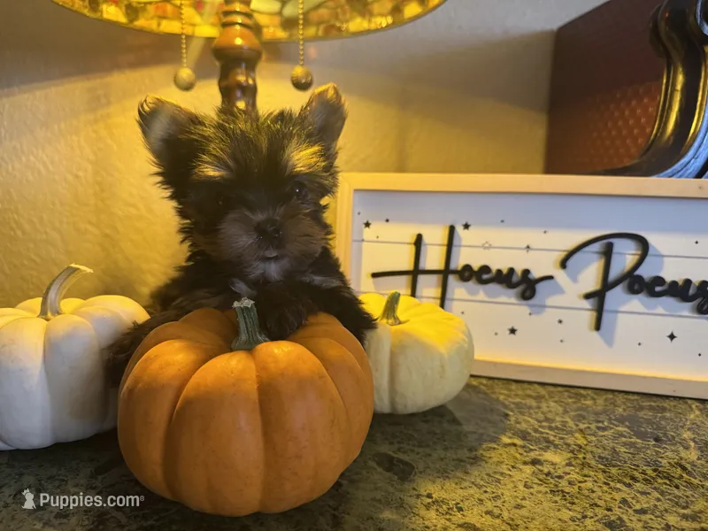 Tinker bell – Yorkshire Terrier puppy for sale in Deland, FL
